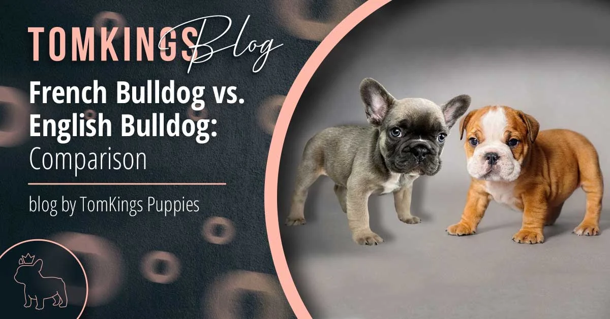TomKings Puppies blog banner: French Bulldog vs. English Bulldog Comparison