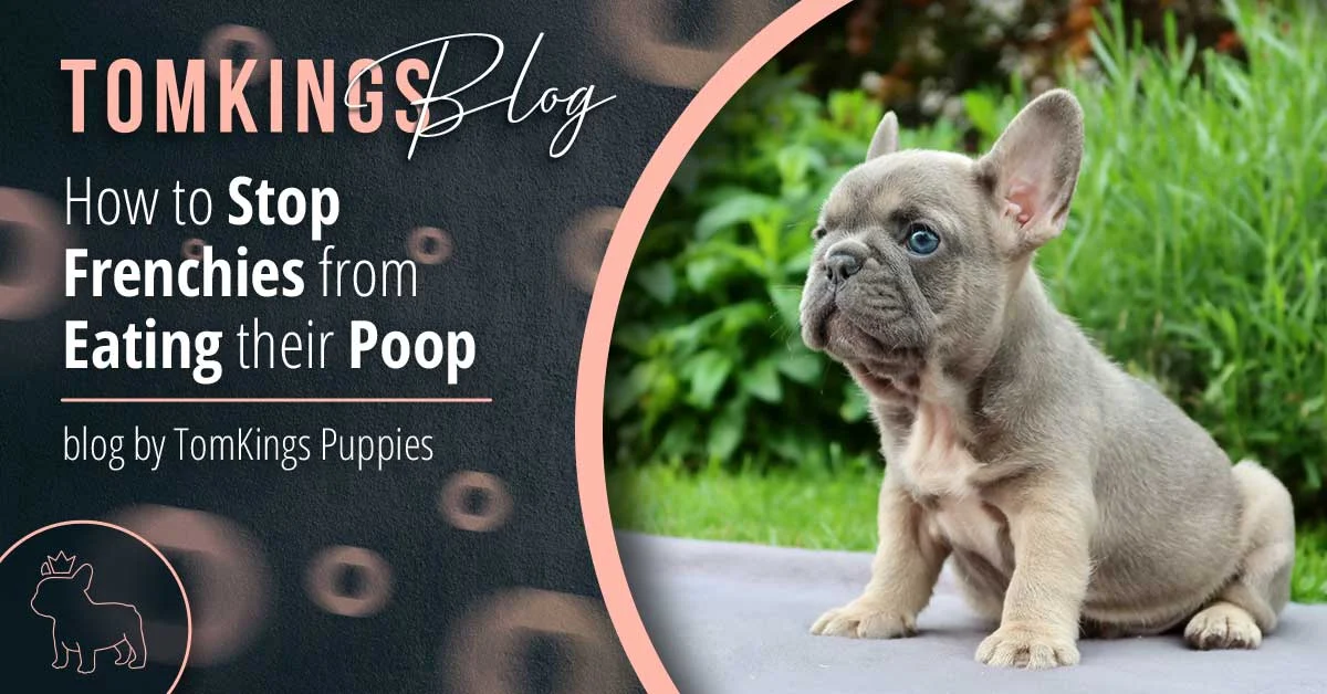 TomKings blog banner about Frenchies eating their poop