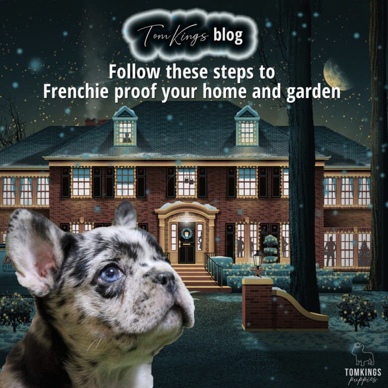 TomKings Blog Follow these steps to Frenchie proof your home and garden