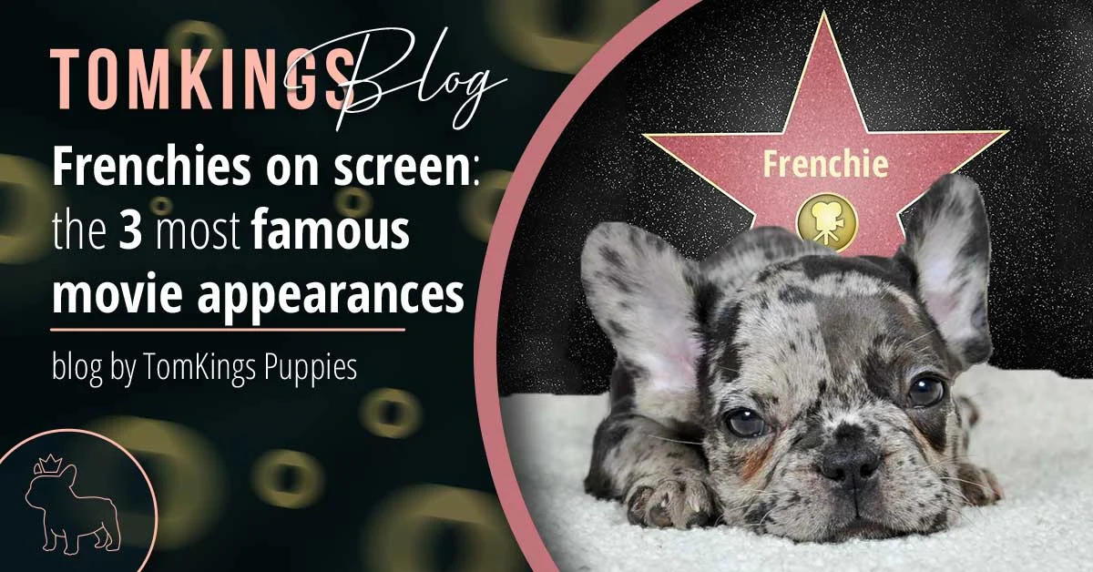 TomKings blog banner on Frenchies in movies, with a merle puppy beside a Hollywood star graphic