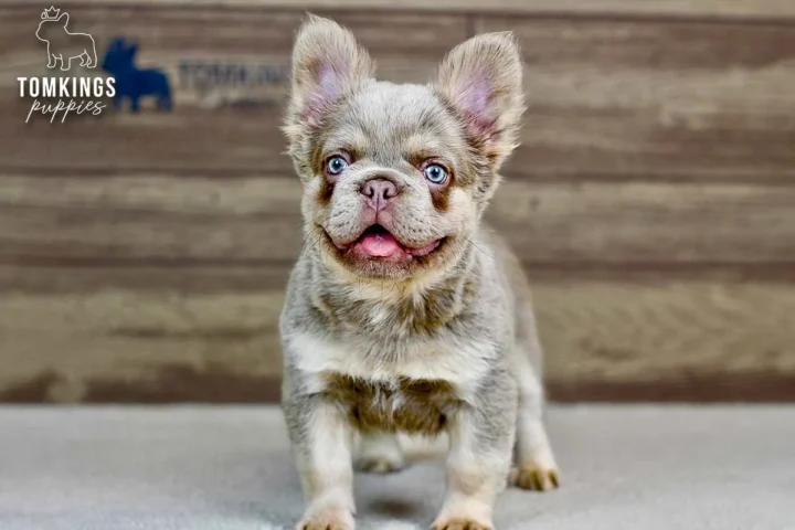 Georgia, a lilac merle French Bulldog puppy, with blue eyes
