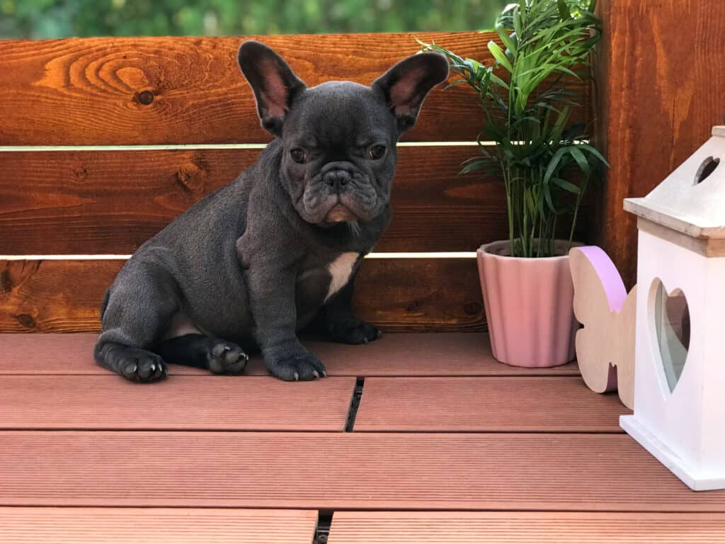Why is the French Bulldog one of the most popular breeds? - TomKings Blog