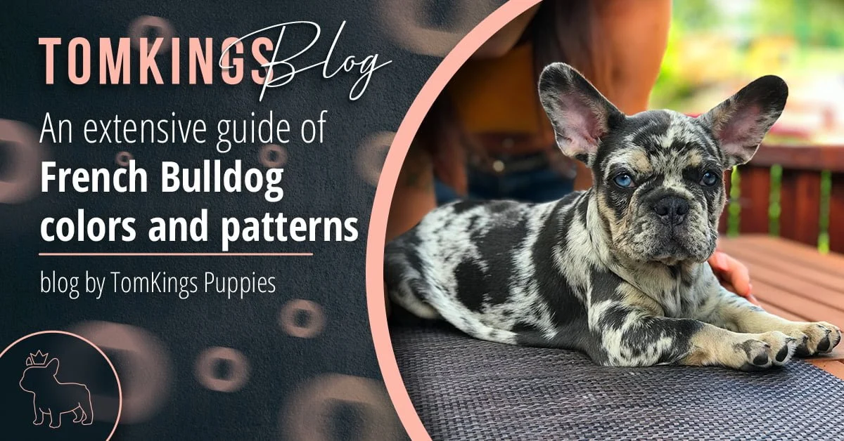 TomKings Blog banner for an extensive guide of French Bulldog colors and patterns