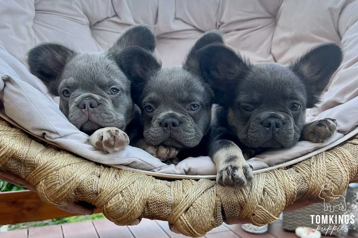 Three blue and grey French Bulldog puppies in a round chair