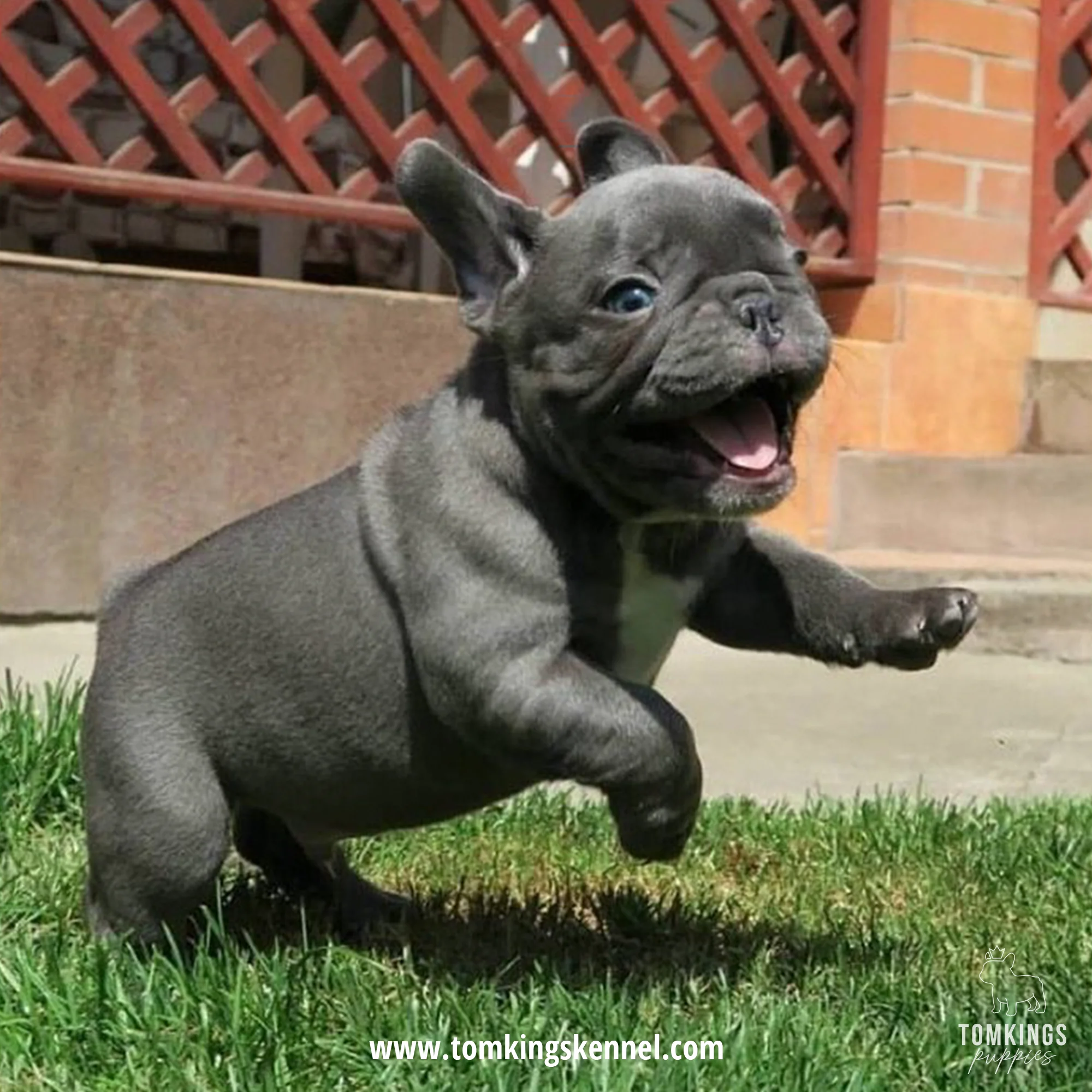 Blue French Bulldog puppy happily running across green grass.