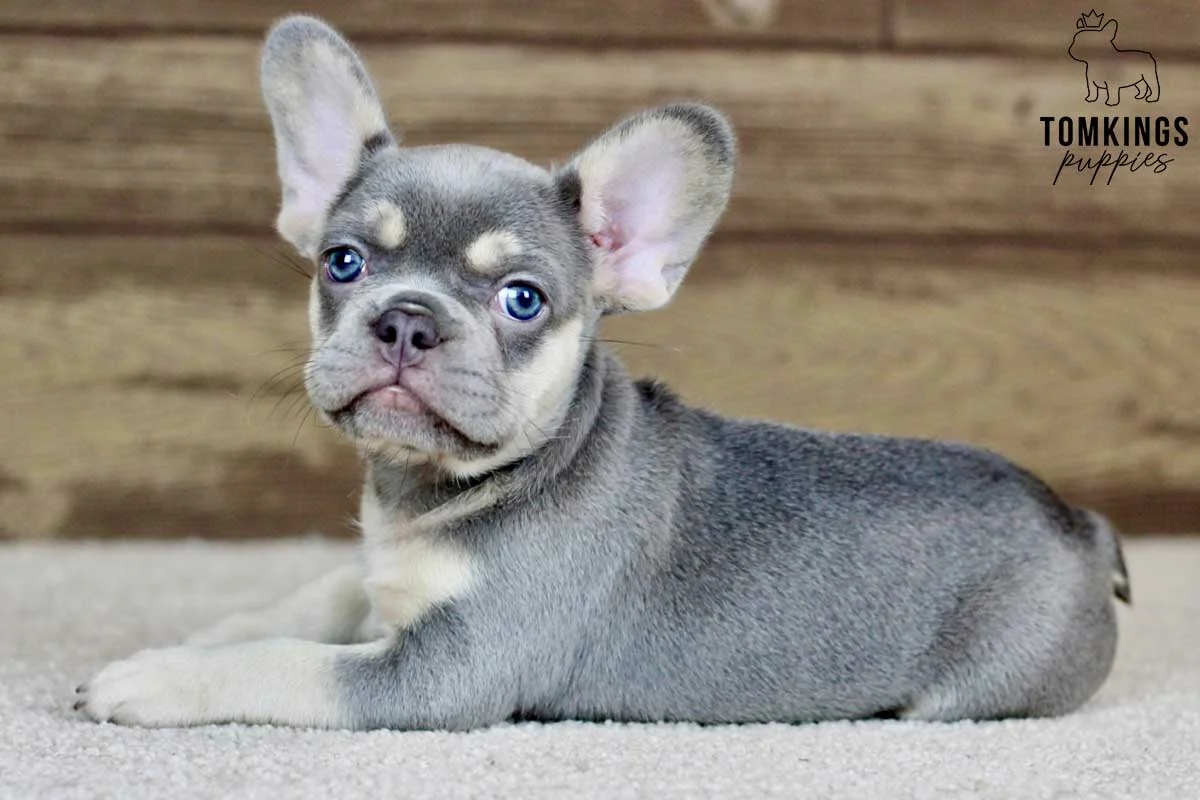 Blue and tan French Bulldog puppy lying on carpet