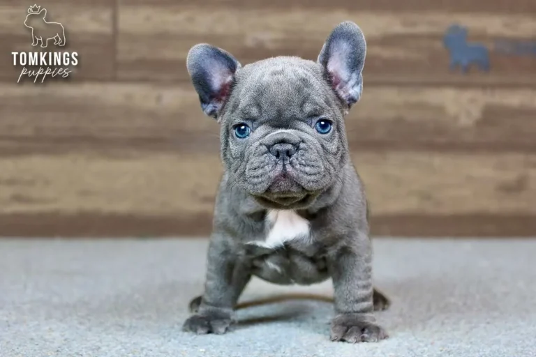 Hector