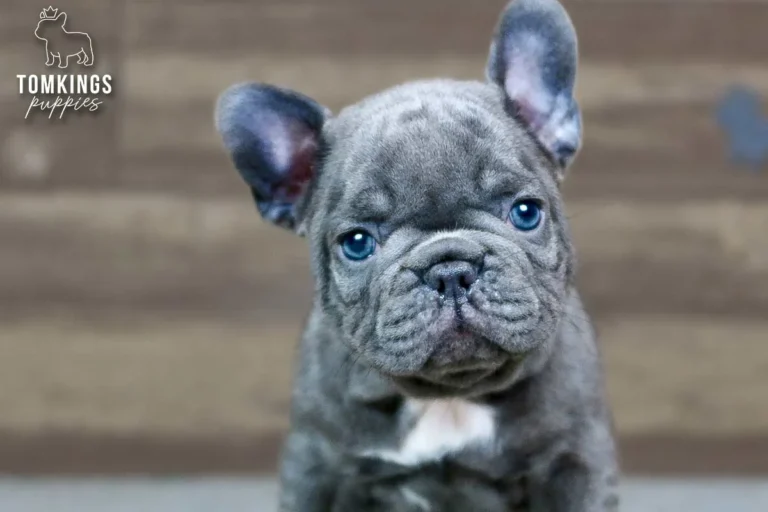 Hector