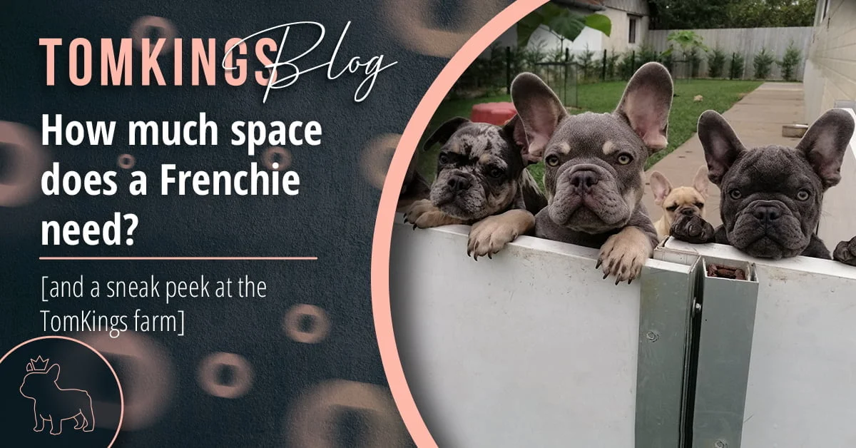 TomKings blog banner about how much space a Frenchie needs