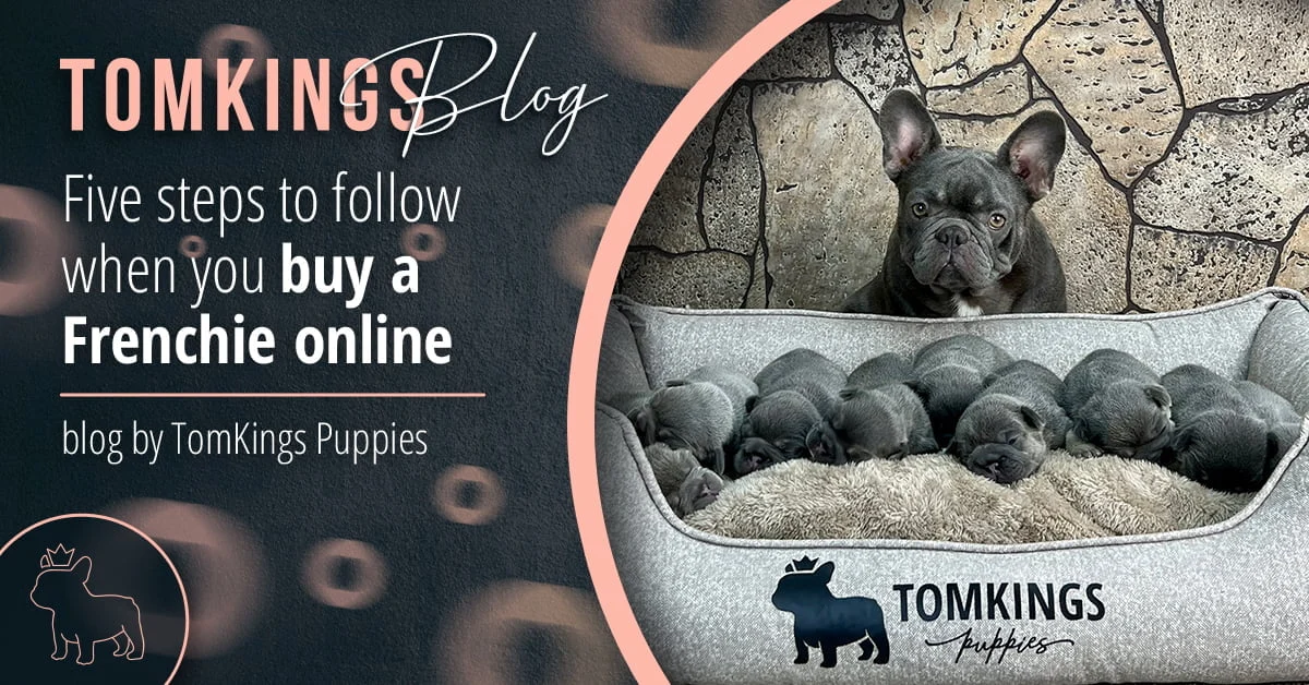 TomKings blog banner for buying a Frenchie online article