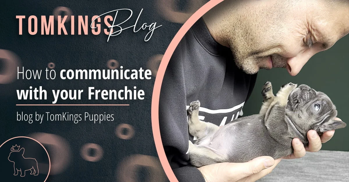 TomKings Blog banner for how to communicate with your Frenchie