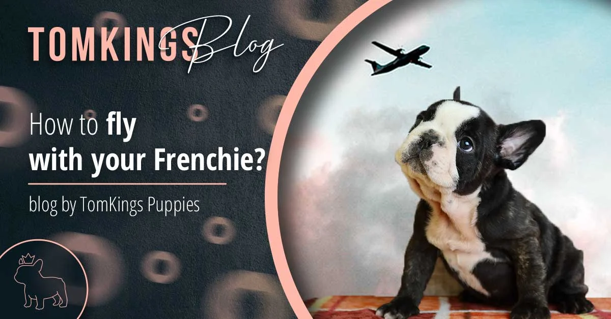 TomKings blog banner on flying with your Frenchie, with a puppy looking up at an airplane graphic