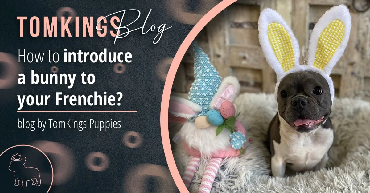 TomKings Blog banner for how to introduce a bunny to your Frenchie