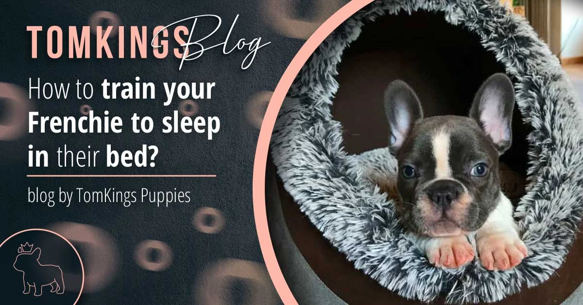 TomKings blog banner about training a Frenchie to sleep in their bed