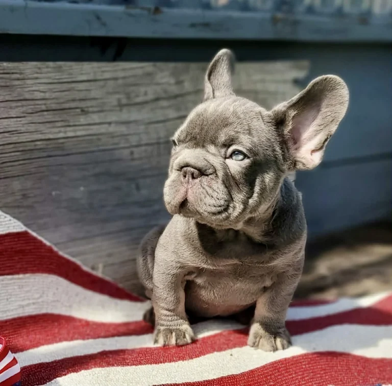 A lilac French Bulldog puppy sitting on a striped blanket outdoors.