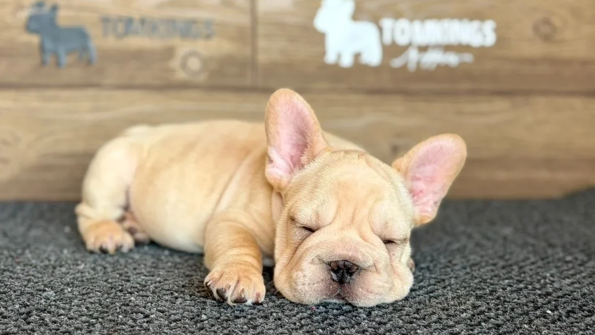 Colter, Cream Frenchie at TomKings Puppies