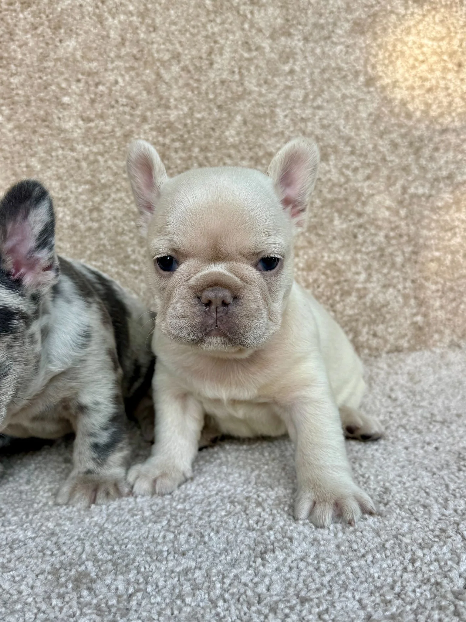 Amika, Cream Frenchie at TomKings Puppies