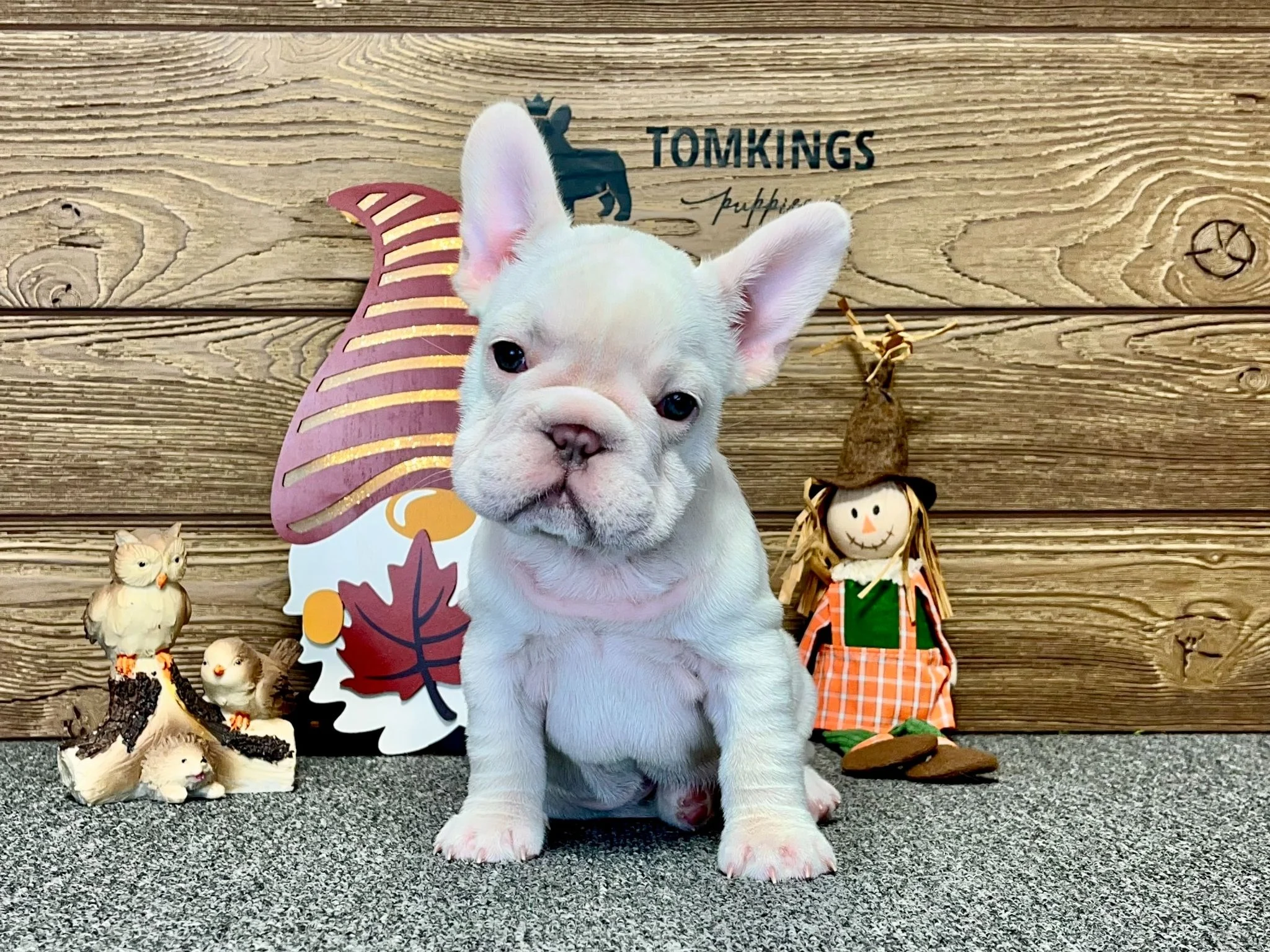 Maisei, Platinum Frenchie at TomKings Puppies
