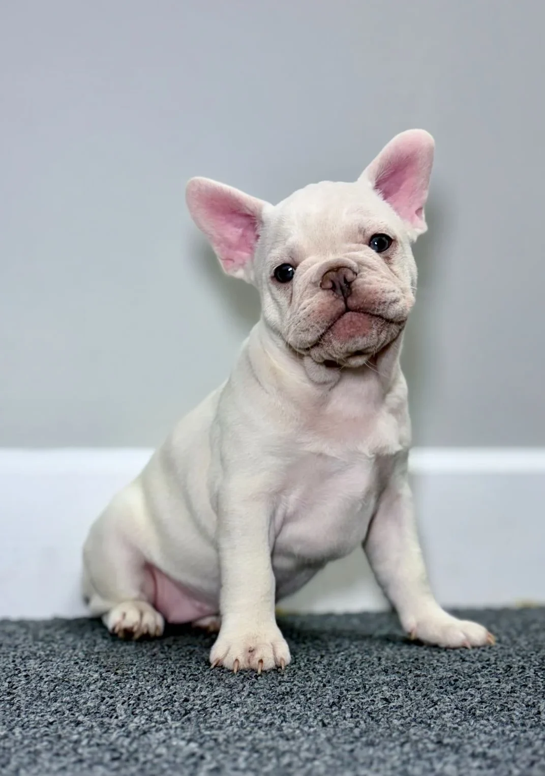 Polly, Platinum Frenchie at TomKings Puppies