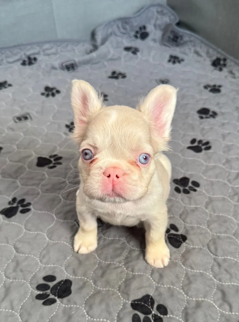 “Pink” Frenchie