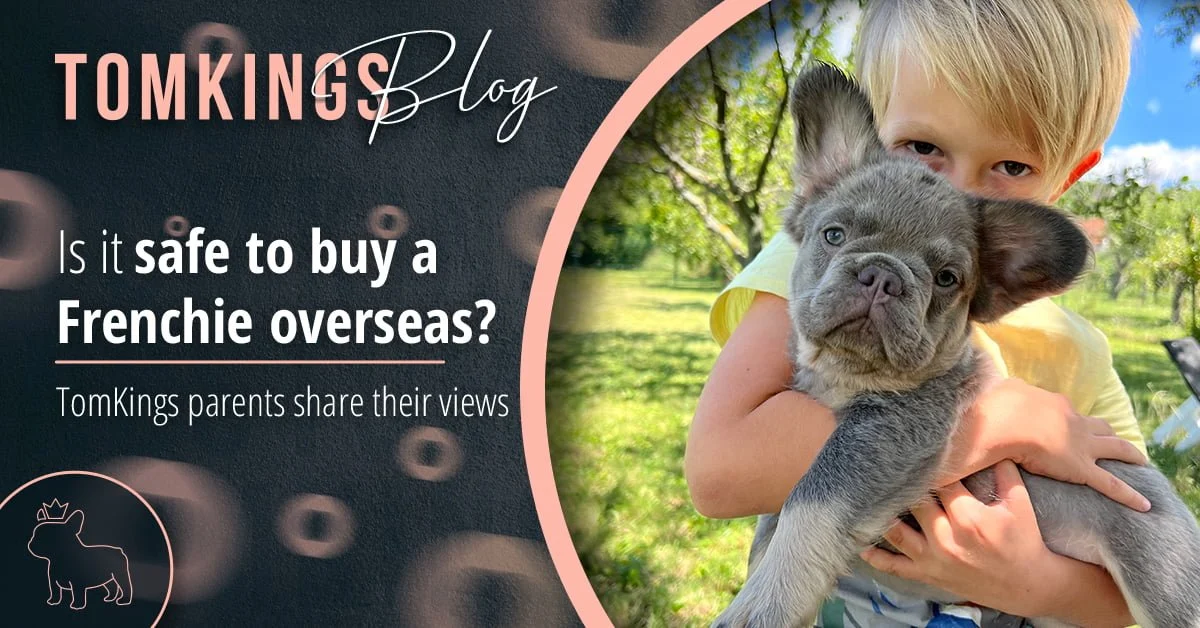 TomKings Blog banner for is it safe to buy a Frenchie overseas