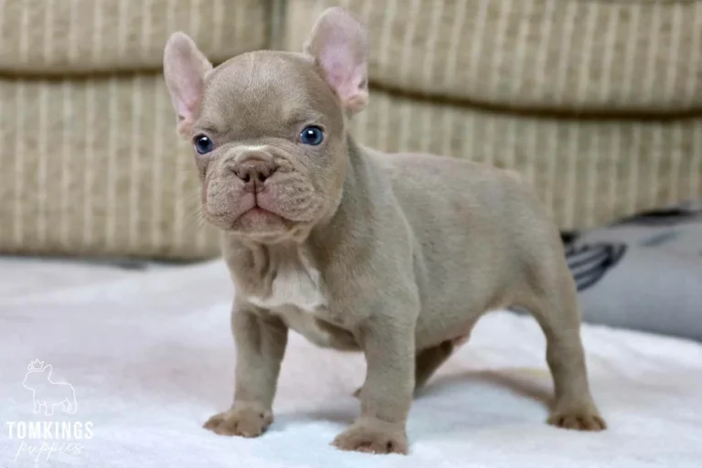 Isabella French Bulldog puppy standing on a soft bed indoors.