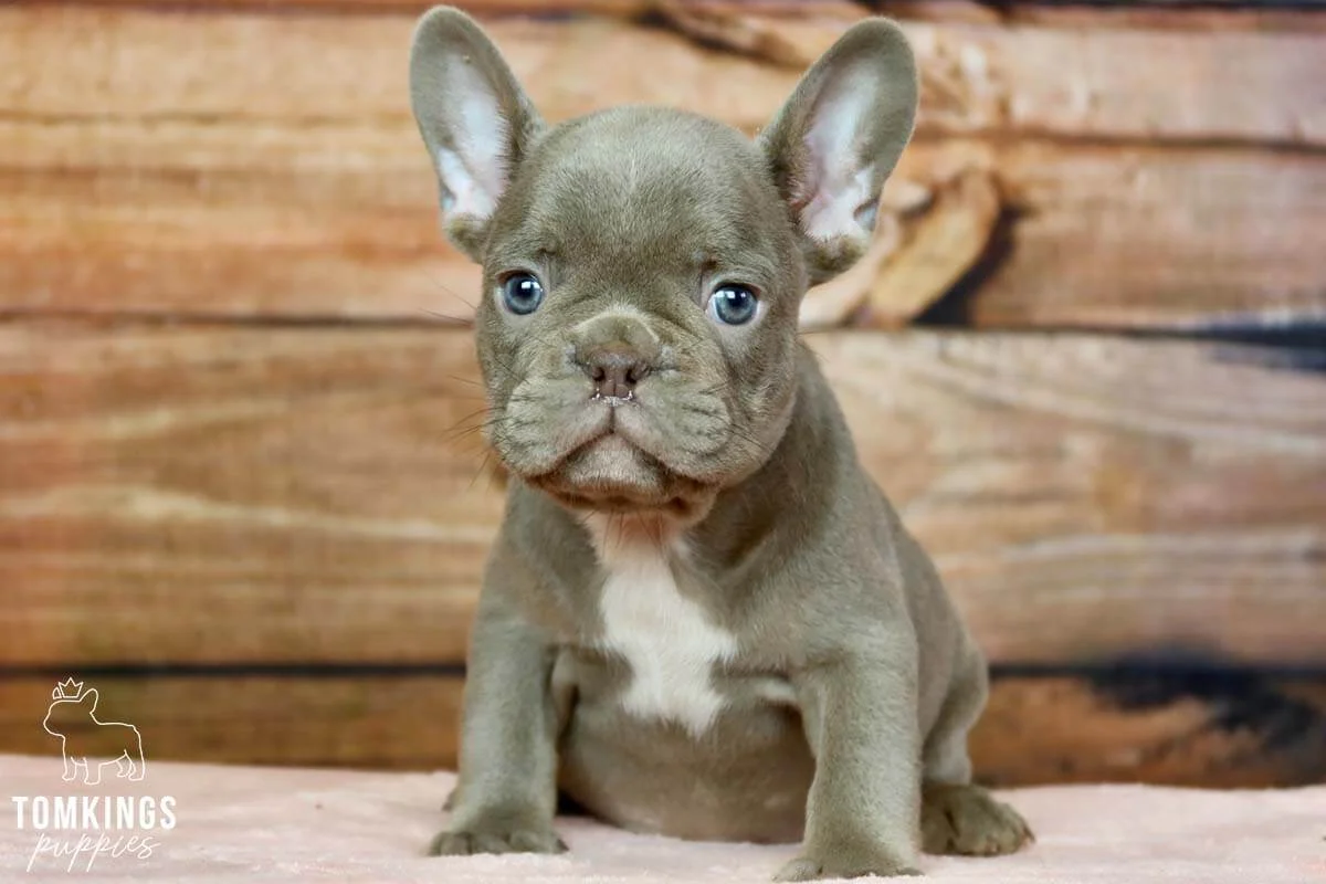 Isabella French Bulldog puppy sitting indoors with blue eyes.