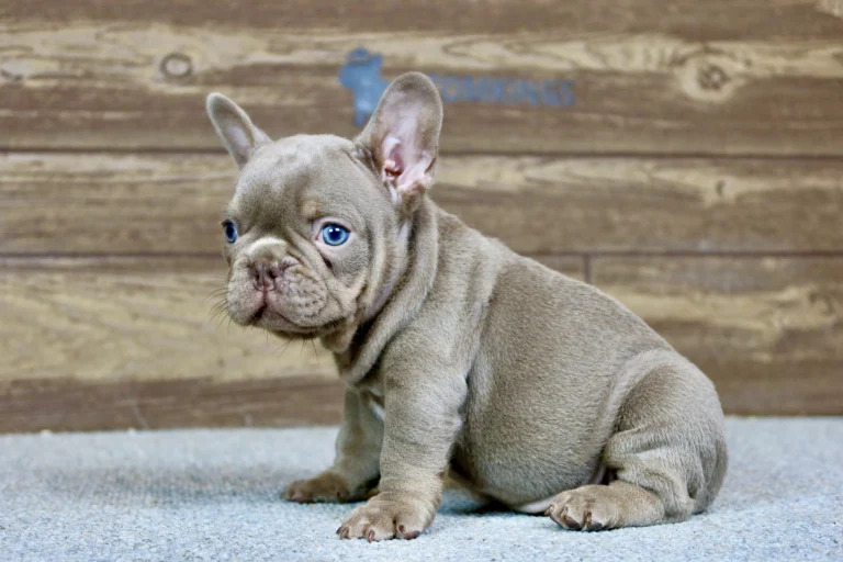Isabella French Bulldog puppy sitting sideways on a gray carpet.