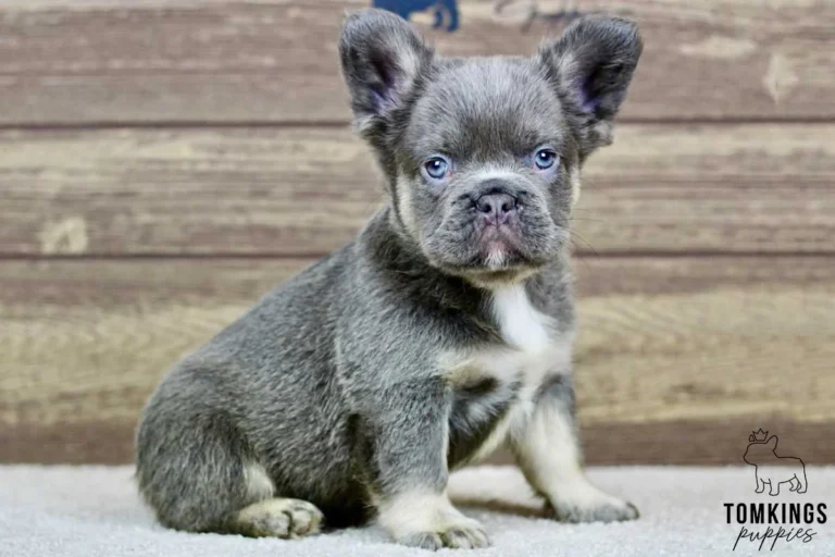 Fluffy french bulldog