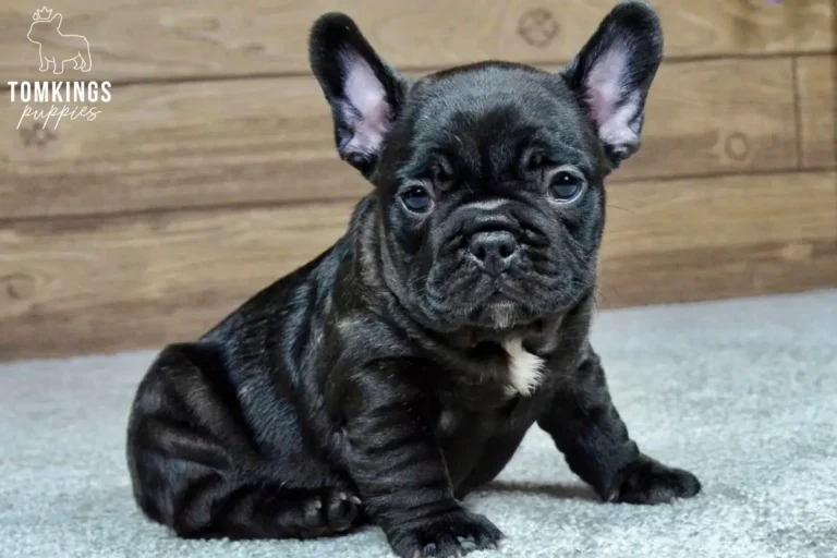 A black French Bulldog puppy sitting indoors with a small white chest marking.