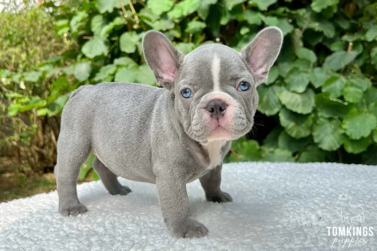 A lilac French Bulldog puppy standing outdoors on a white blanket.