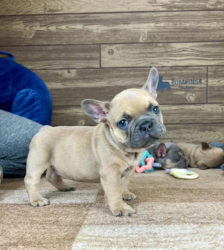 Lilac fawn French Bulldog puppy standing sideways on a carpet indoors.