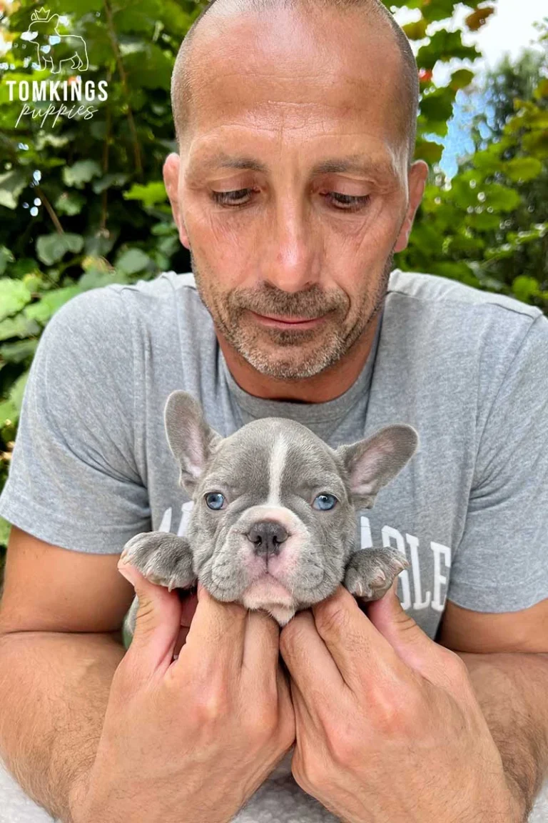 A lilac French Bulldog puppy with a white blaze being held by a man outdoors.