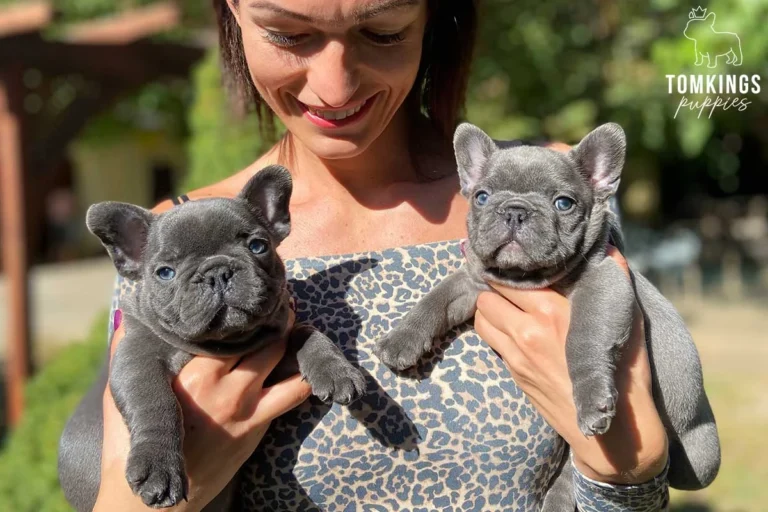 Two lilac French Bulldog puppies being held outdoors.