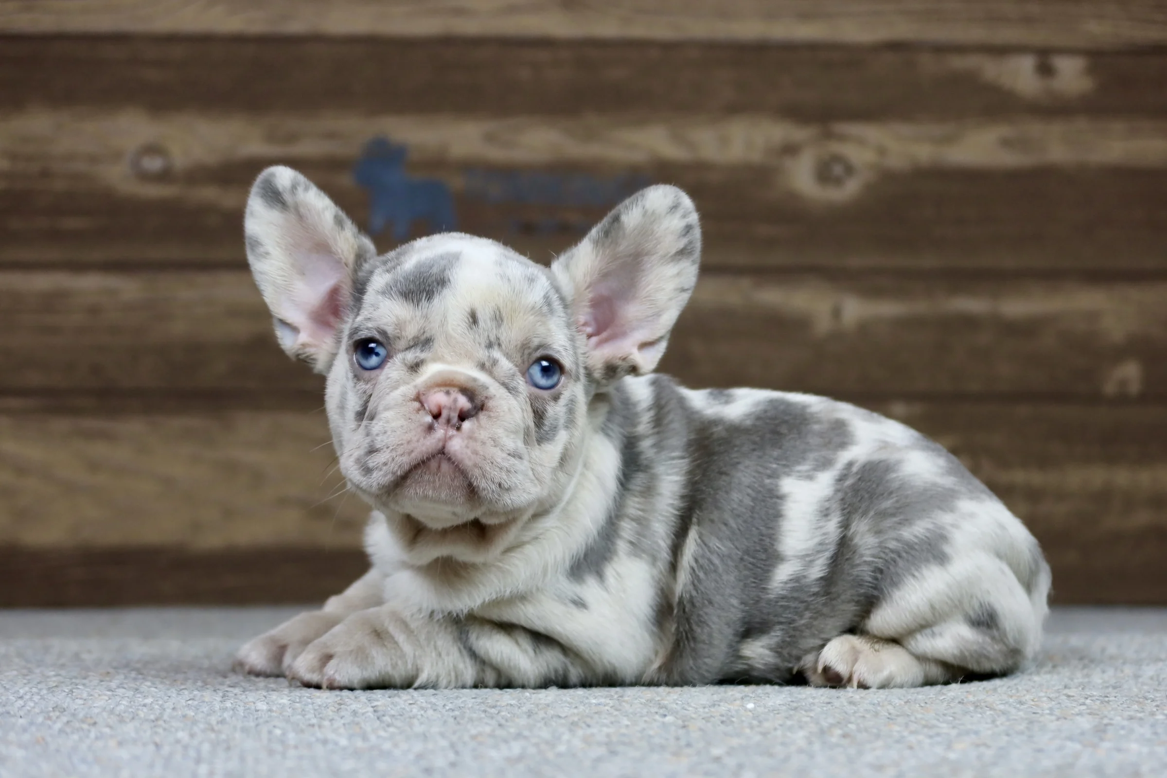 Lilac merle French Bulldog puppy lying on a carpet indoors.