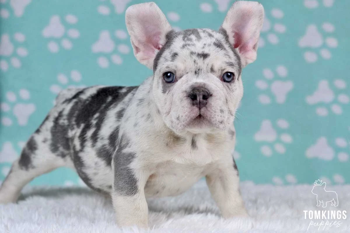 Lilac merle French Bulldog puppy standing on a white fur rug
