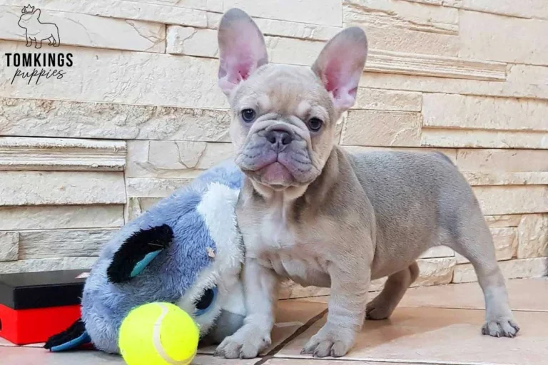 Lilac sable French Bulldog puppy standing beside a plush toy indoors.