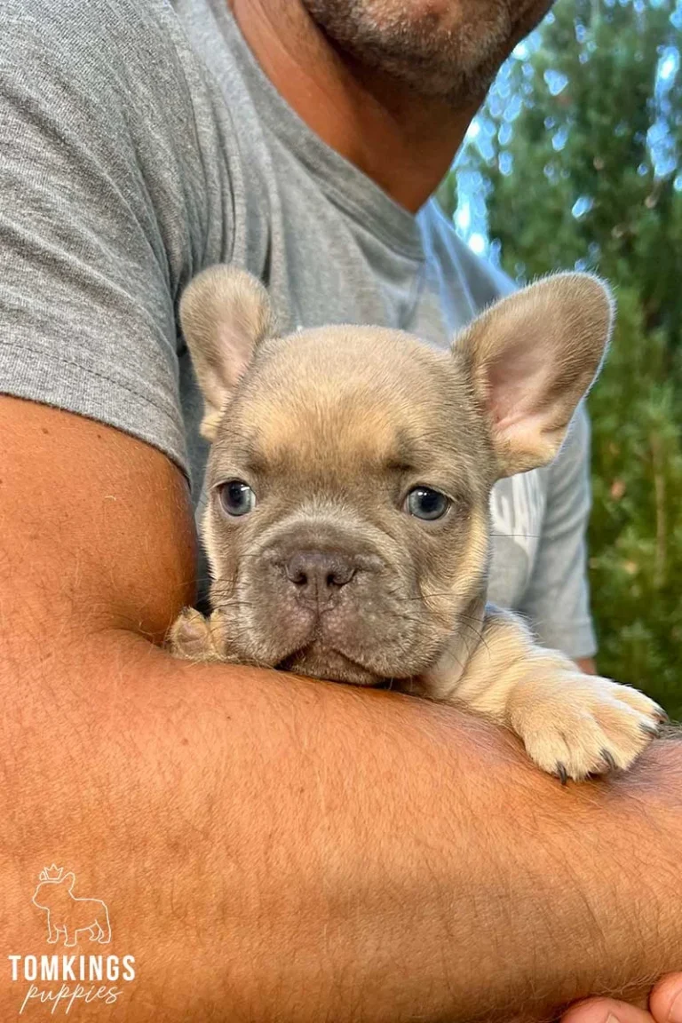 Lilac sable French Bulldog puppy resting on a person's arm outdoors.