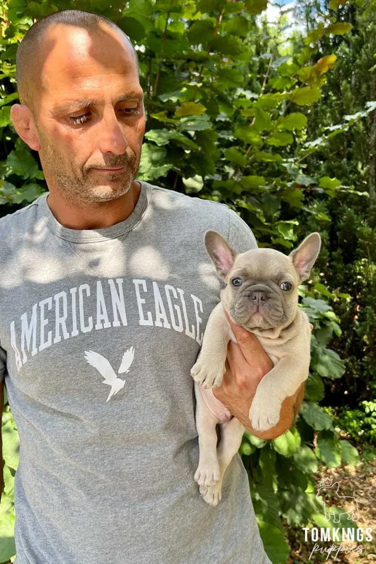 Lilac sable French Bulldog puppy being held outdoors by a person.