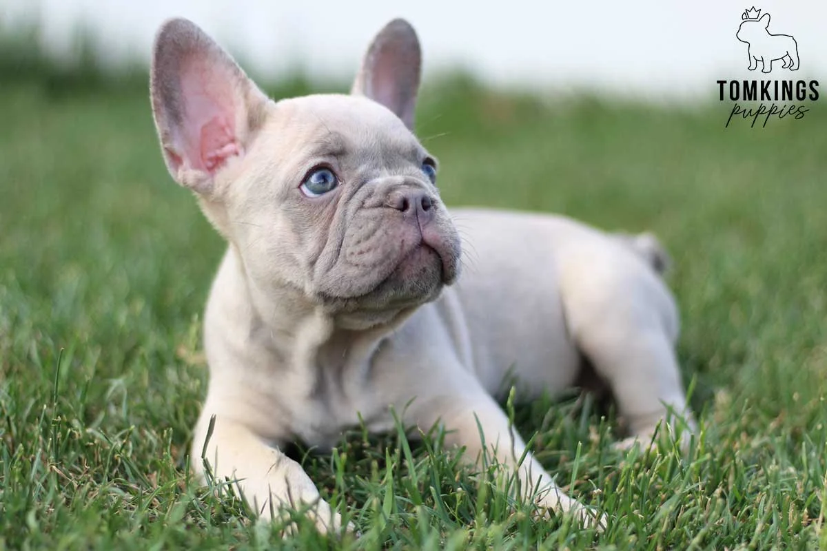 Lilac sable French Bulldog puppy lying in grass