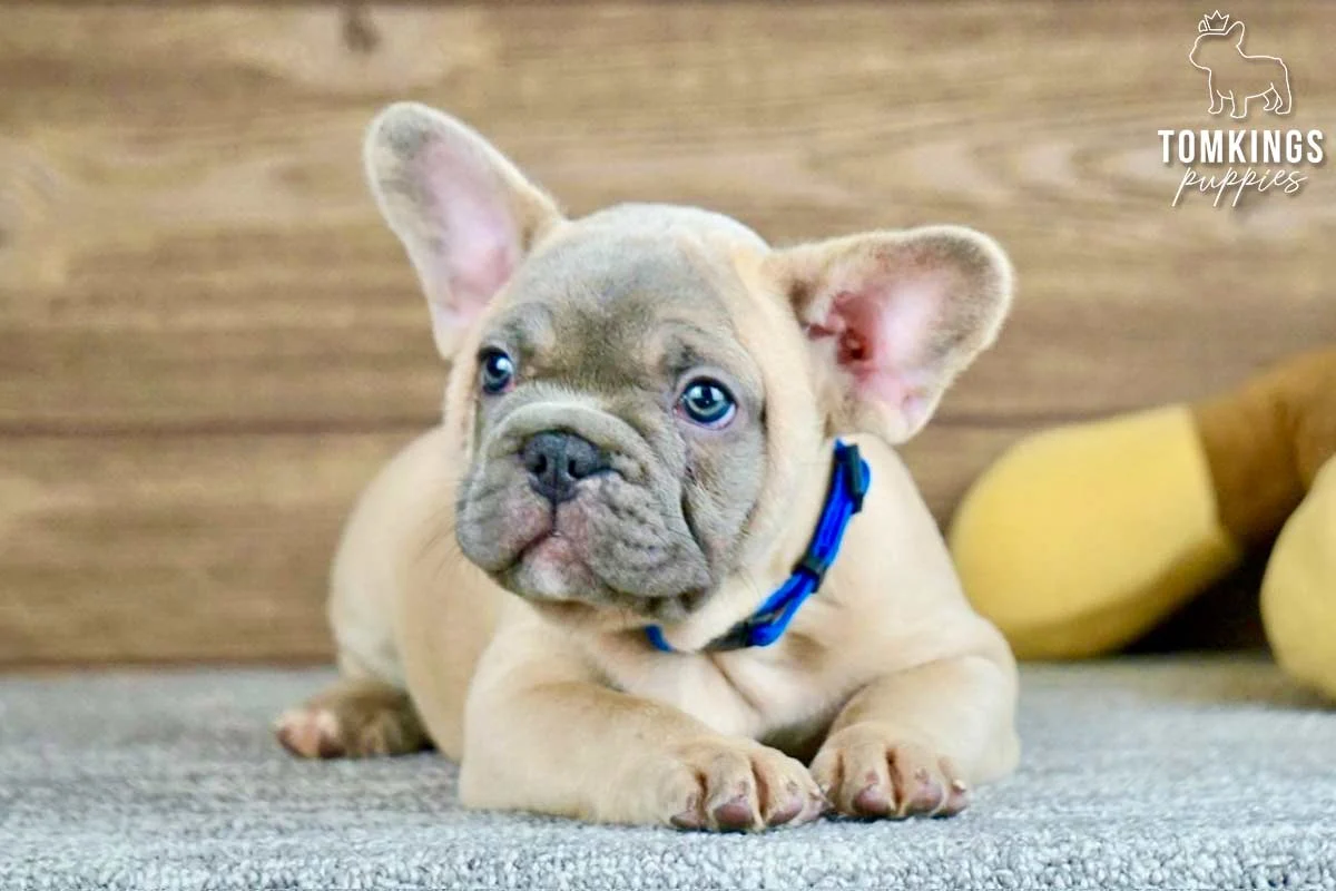 Louis, a lilac and tan French Bulldog puppy, lying down