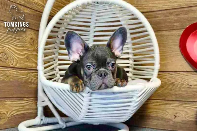 Lucien, a blue French Bulldog puppy, sitting in a wicker hanging chair