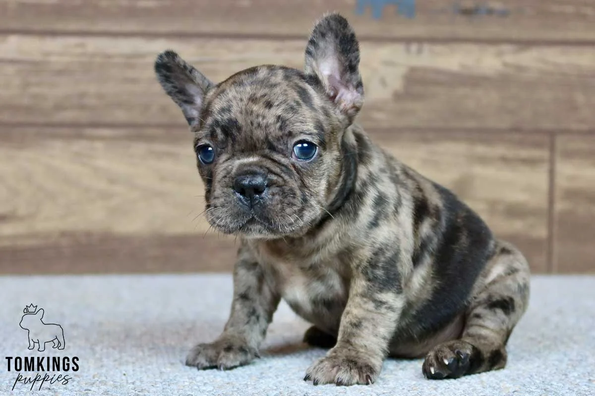 Merle French Bulldog puppy sitting on carpet
