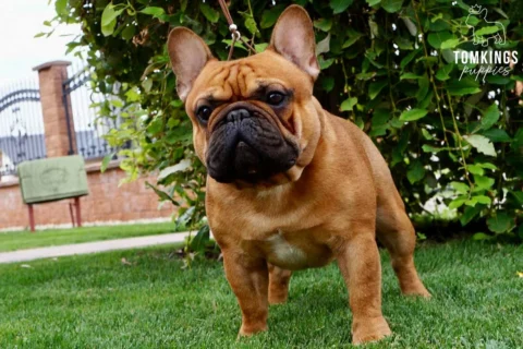 Fawn French Bulldog standing outdoors in a garden