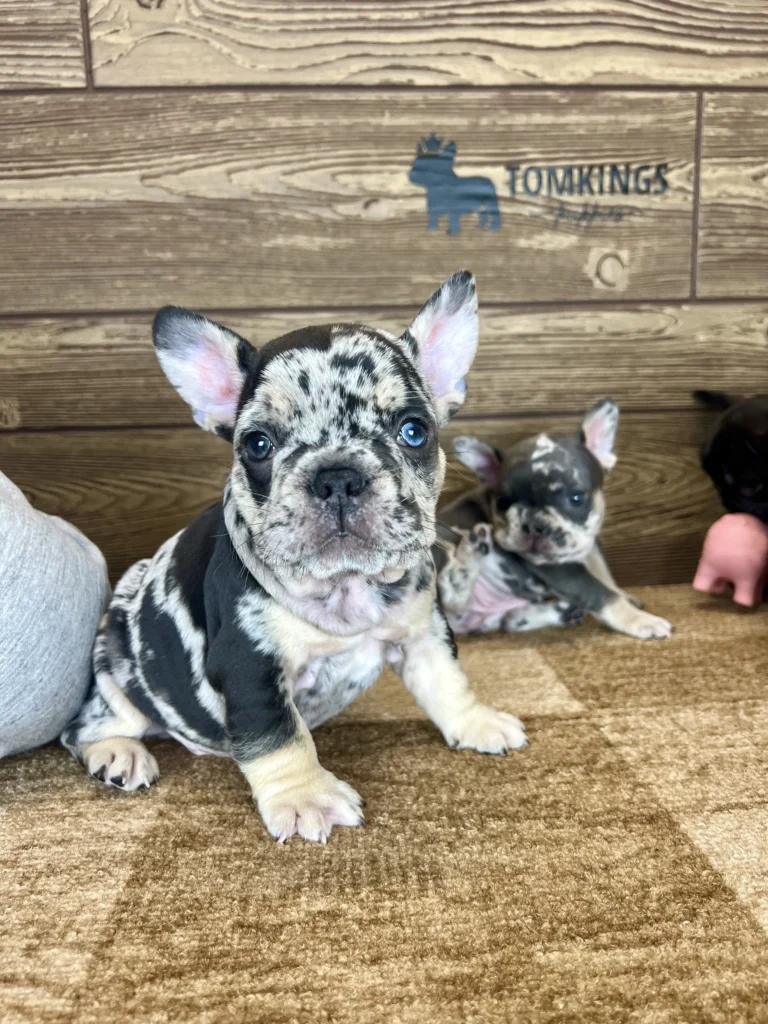 Black merle French Bulldog puppy with blue eyes sitting indoors on a carpet.