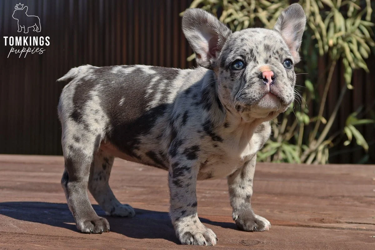 Merle French Bulldog puppy standing on an outdoor deck