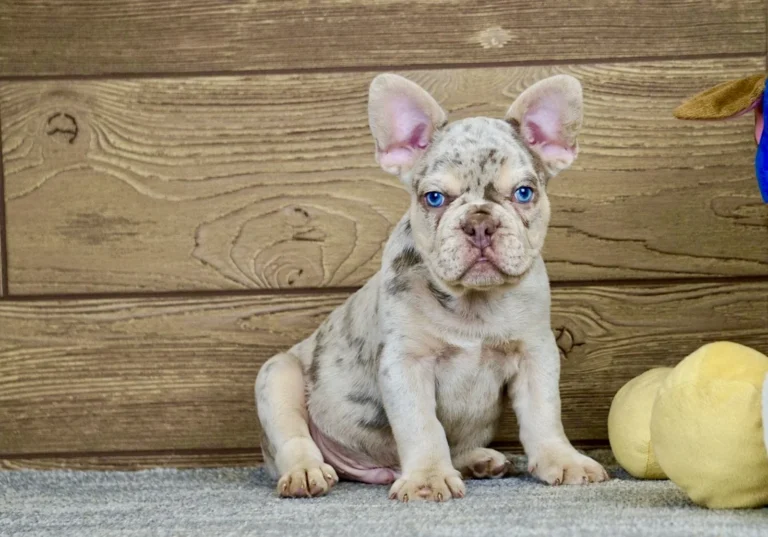 Merle and tan French Bulldog puppy with bright blue eyes sitting indoors against a wooden backdrop.