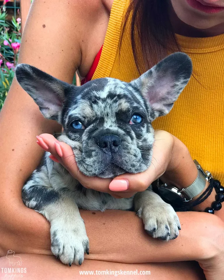 Black merle French Bulldog puppy with blue eyes being held outdoors.