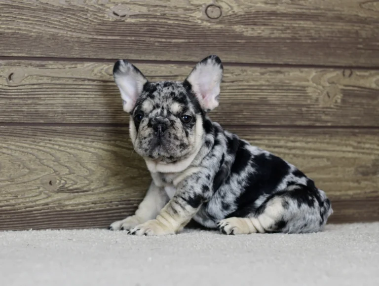 Black merle and tan French Bulldog puppy sitting on a soft carpet against a wooden wall.