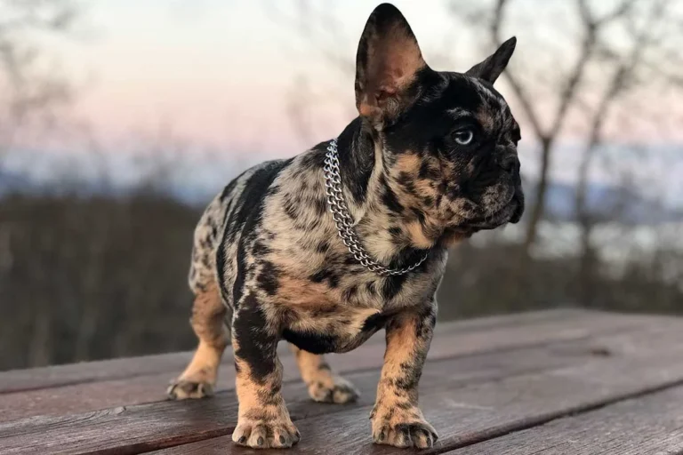 Adult black merle and tan French Bulldog standing outdoors on a wooden surface at sunset.